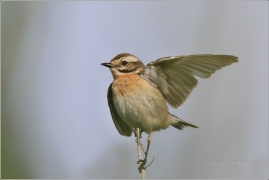 <p>BRAMBORNÍČEK HNĚDÝ (Saxicola rubetra) ----- /Whinchat – Braunkehlchen/</p>